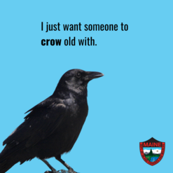 I just want someone to crow old with