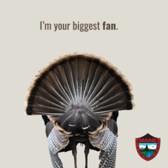 I'm your biggest fan