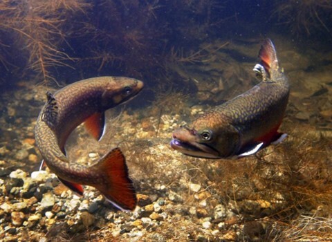 Brook-Trout