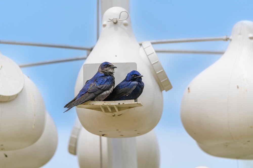 purple martins perched on white manmade purple martin houses