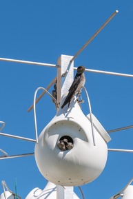 Young purple martins peering out of a martin house with an adult perched on top