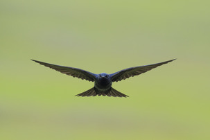 Purple martin in flight