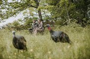 Two hunters waiting for a turkey to appear with decoys in the foreground