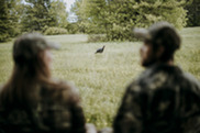 Turkey in a field with hunters in the foreground