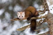 A martin in a tree in winter