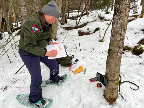 A Maine Department of Inland Fisheries and Wildlife Biologist setting up a trail camera