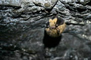 A bat hanging in a cave