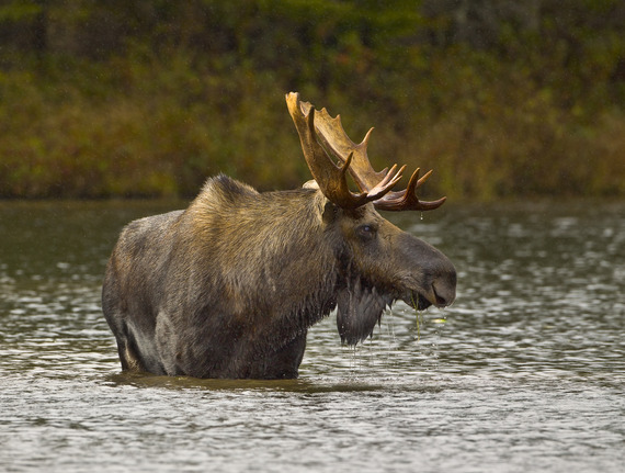 Bull moose in the water