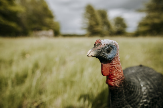 Turkey Decoy