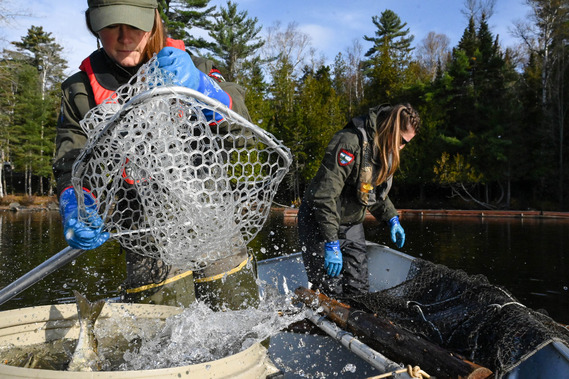 Biologists trap netting fish.