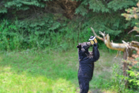 black-bear-at-feeder