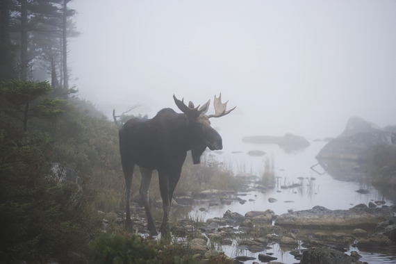 Bull moose in the fog