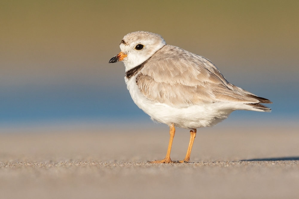 piping=plover