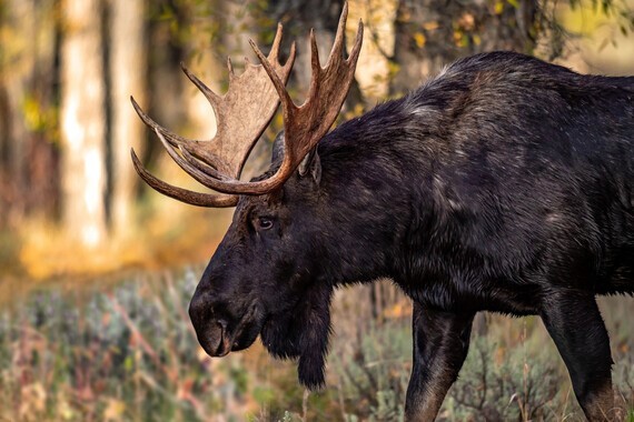 Bull moose