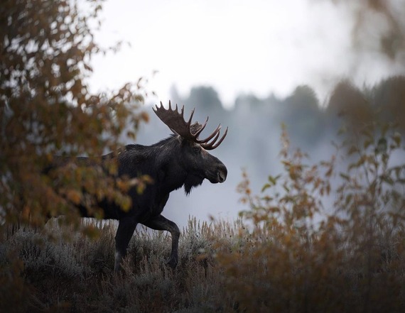 Bull moose