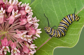 monarch caterpillar