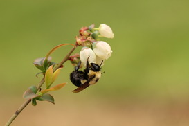 bee on a blueberry flower