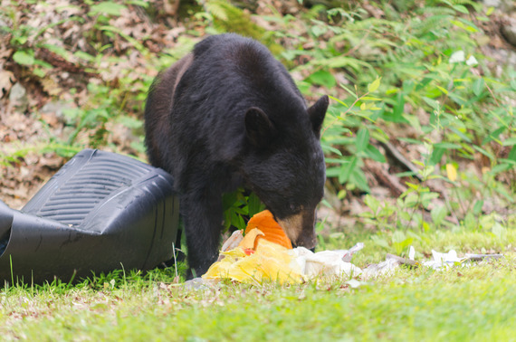 black-bear-encounters