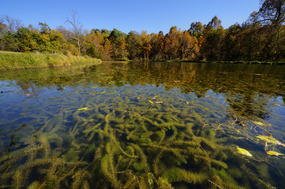 milfoil