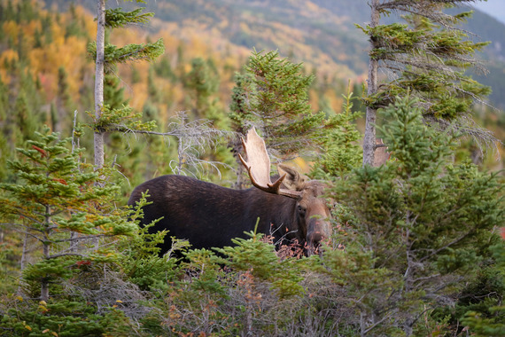 Bull moose