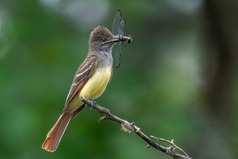 A flycatcher with an insect in its mouth