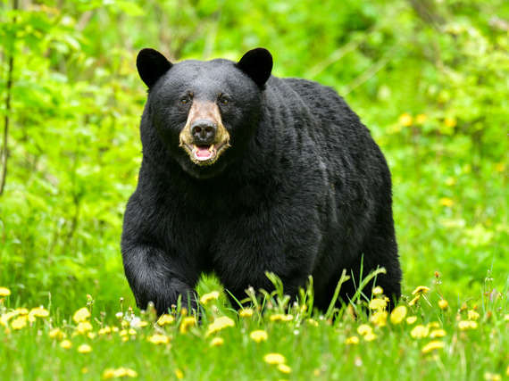 Bear Photo by Paul Cyr