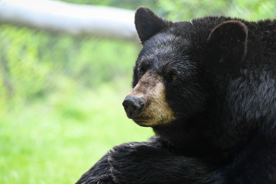 Black bear