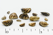 Microscopic Zebra Mussels