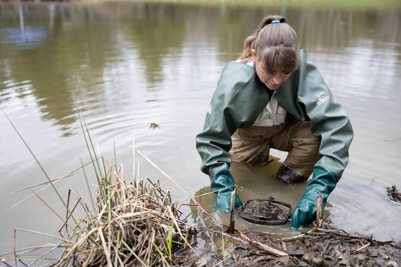 Beaver trap setting