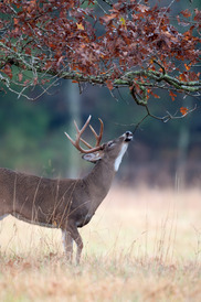 large white-tailed buck in a field looking up to smell tree