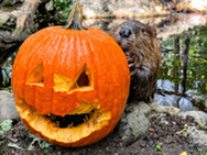 A beaver investigating a jack-o-lantern.