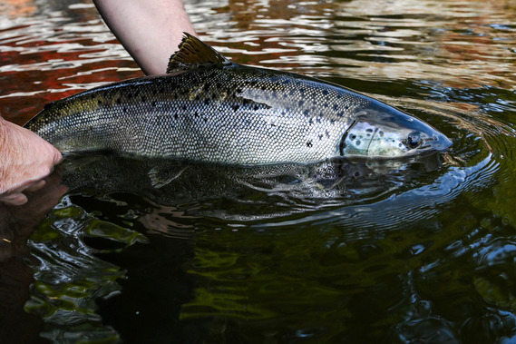 silver colored landlocked Atlantic salmon being held in water by angler