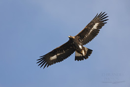 A golden eagle soaring above through a clear blue sky.