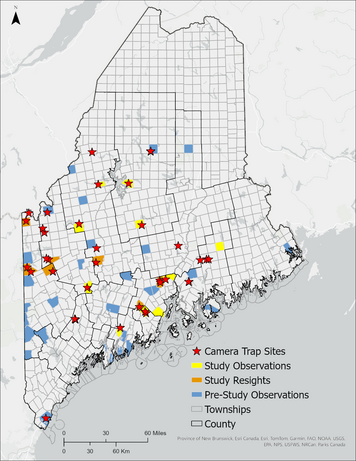 Maine golden eagle observations