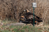 A golden eagle at a baited camera trap