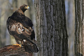 A golden eagle perched on a large branch.