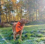 golden retriever with orange bandana