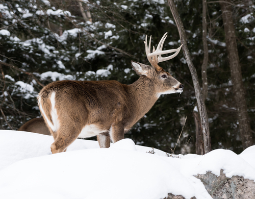 large white tailed buck standing broad side with snow