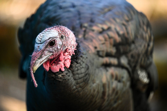 close up photo of wild turkey with blue and red head and glistening brown feathers