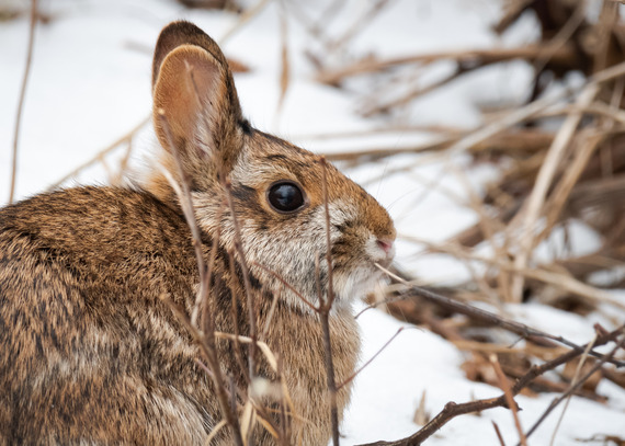 A New England cottontail in the snow