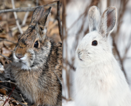 A rabbit with a brown coat compared with a hare with a white coat in winter