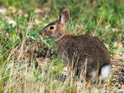 Eastern cottontail