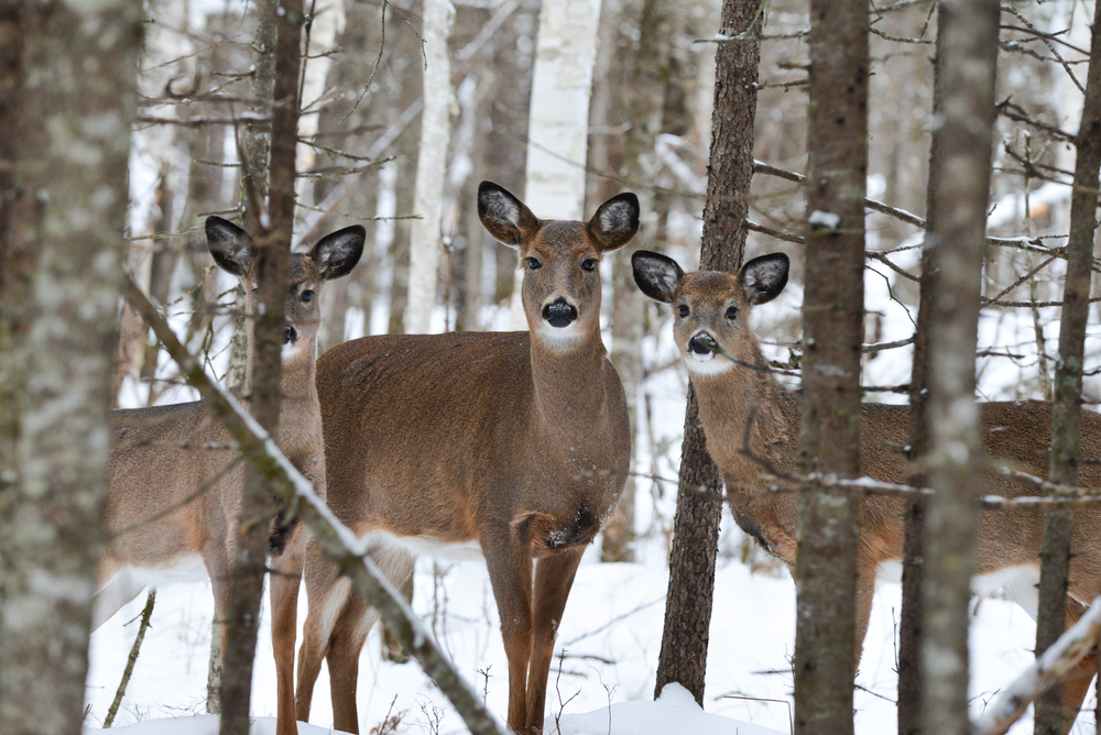 three female white tailed deer standing at the edge of a treeline in snow