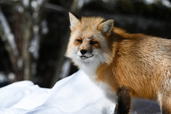 red fox with snow