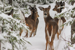 Whitetail Deer in the snow