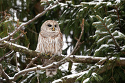 barred owl in snowy tree