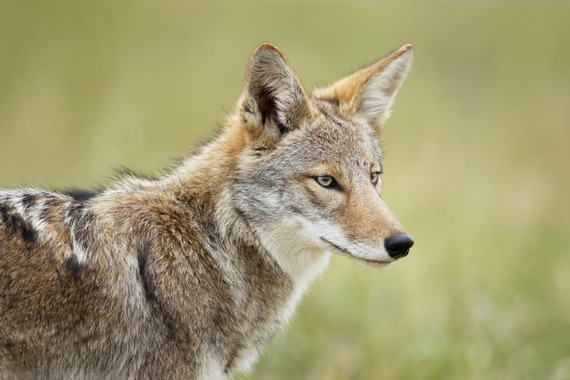 A portrait of a coyote against a blurred green natural background