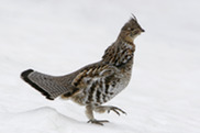 A ruffed grouse marching across the surface of the snow