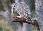 A perched barred owl carrying a rodent in its beak.