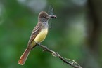 A bird with a bright yellow belly perched on a twig, holding a large dragonfly in its beak.